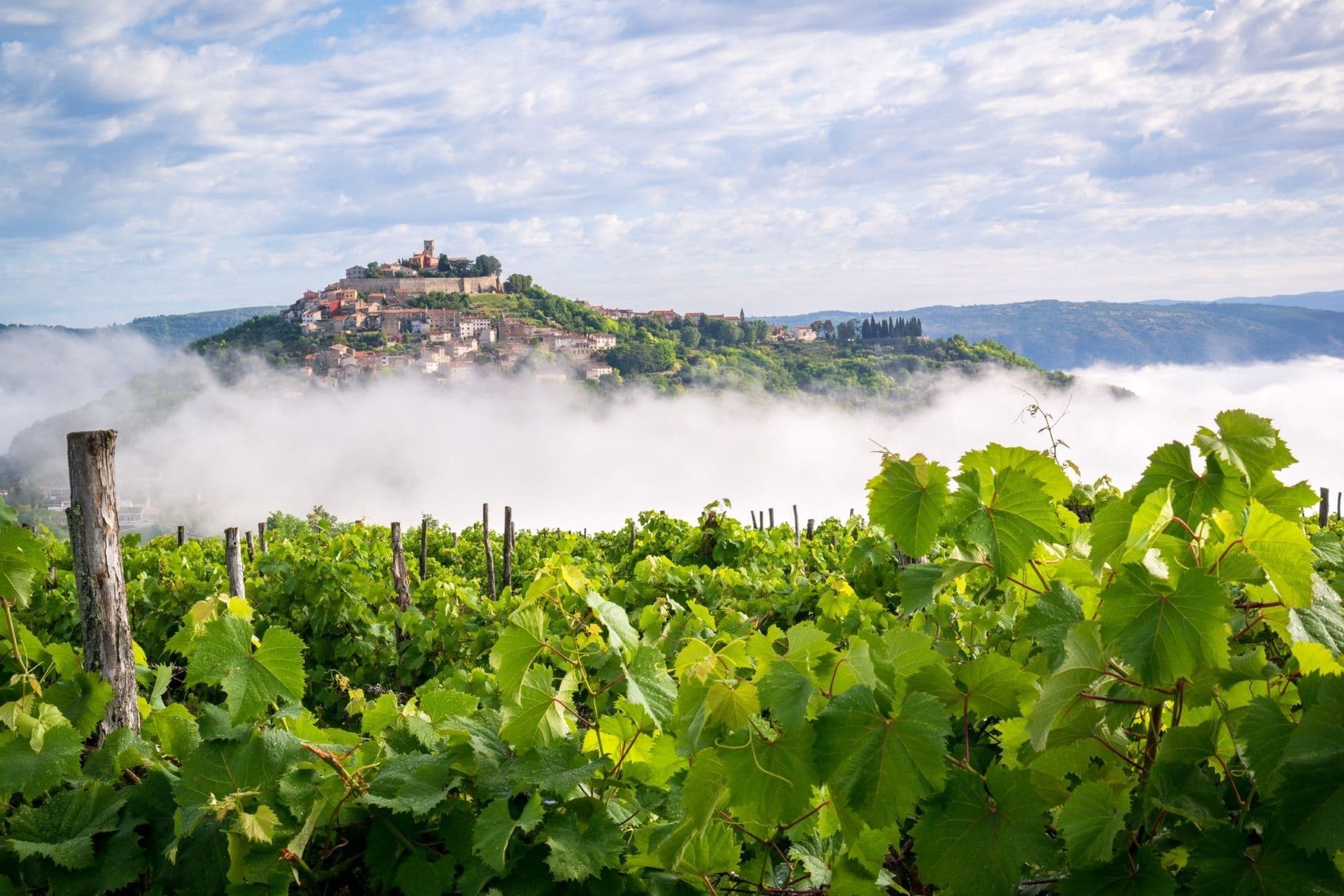 Vineyards below Motovun with the walled town rising above a layer of low cloud